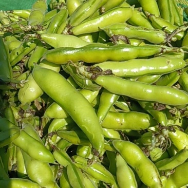 新鲜蚕豆