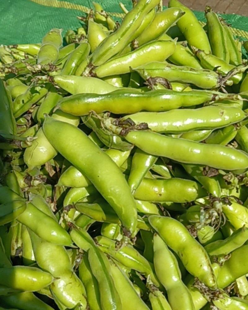 新鲜蚕豆