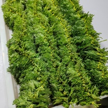 青叶紫苏