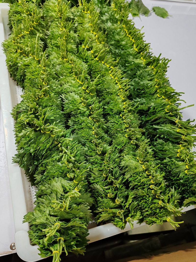 青叶紫苏