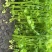 本地芹菜