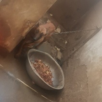 狗狗马犬