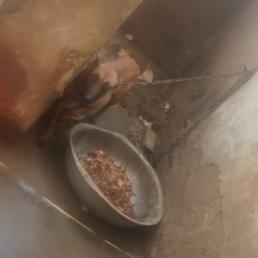 狗狗马犬