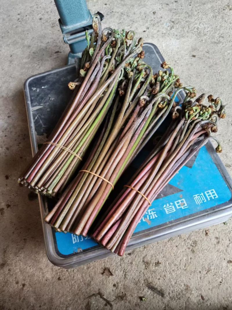 云南召通蕨菜，现货上市