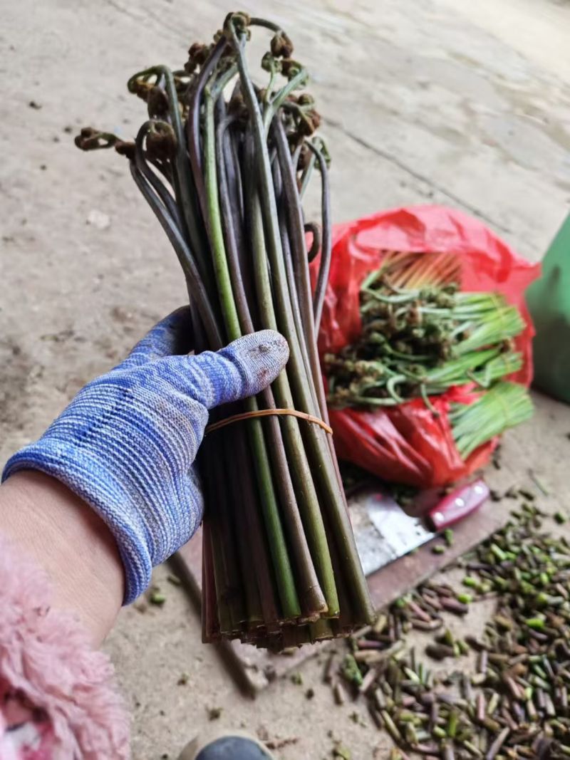 云南召通蕨菜，现货上市