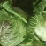 【江西赣州圆包菜】产地直发自家种植量大价优保质保量