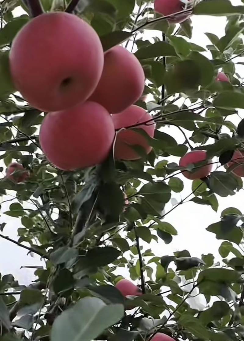 宝鸡千阳红富士苹果