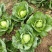 【春节促销】江西赣州自家种植圆包菜大量上市产地直发电话联系