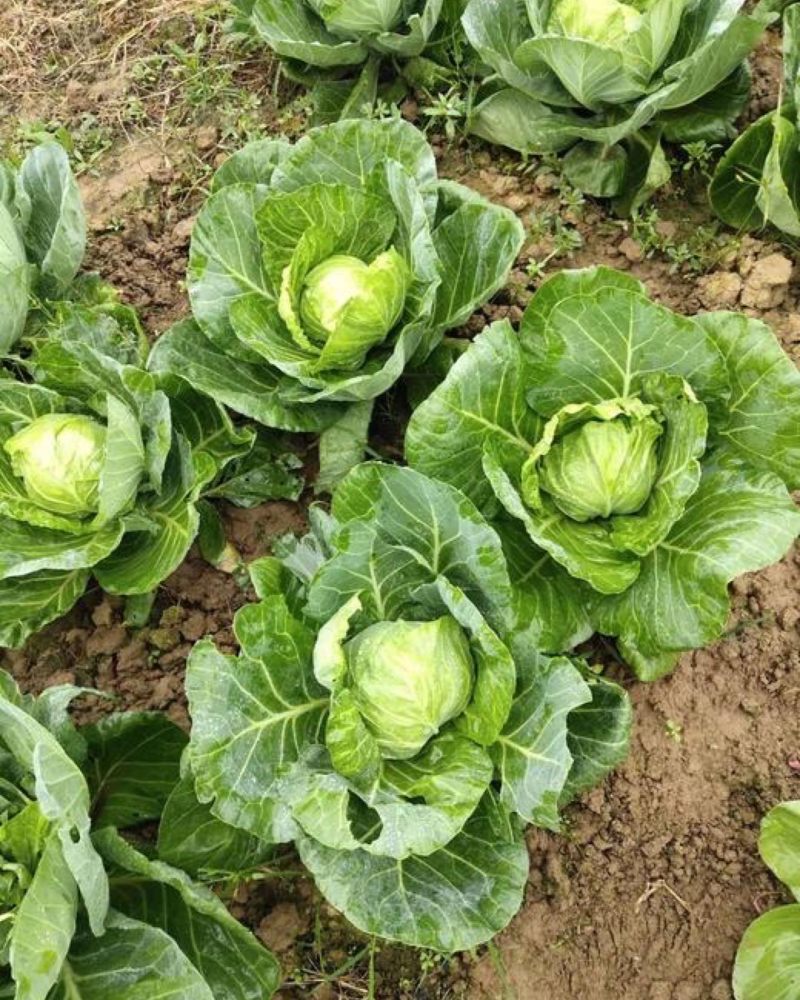 【春节促销】江西赣州自家种植圆包菜大量上市产地直发电话联系