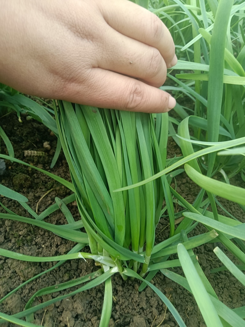 黑苗韭菜