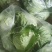 【有优惠】不是甘蓝包菜卖的贵，而是产地没找对关系联系要货
