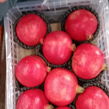 黑籽石榴