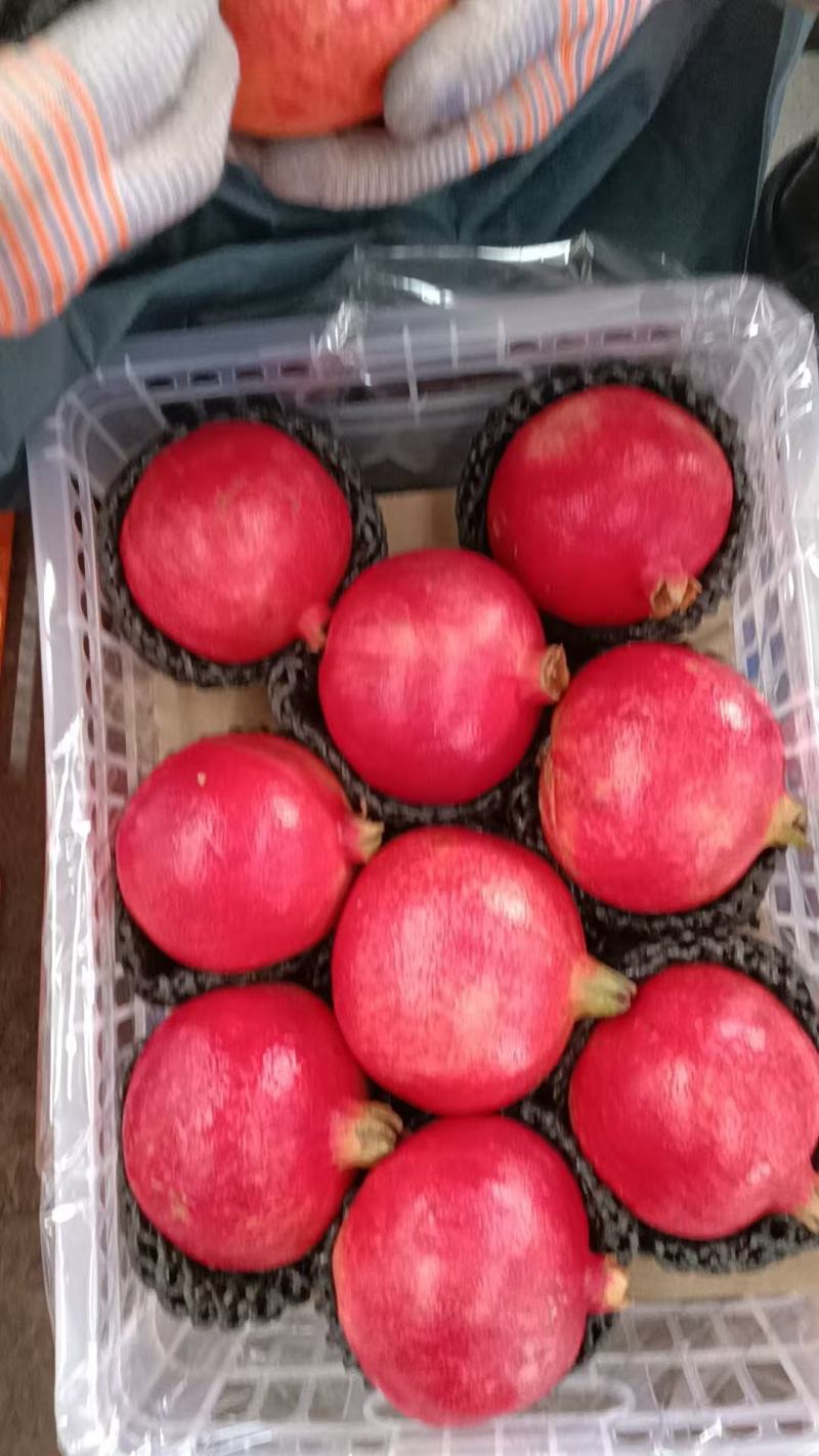 黑籽石榴