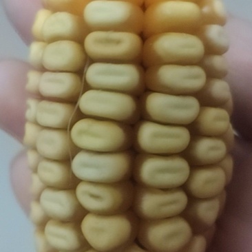 山东玉米料