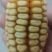 山东玉米料
