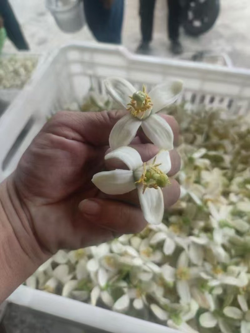 蜜柚花新鲜蜜柚花蜜柚花茶