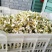 蜜柚花新鲜蜜柚花蜜柚花茶