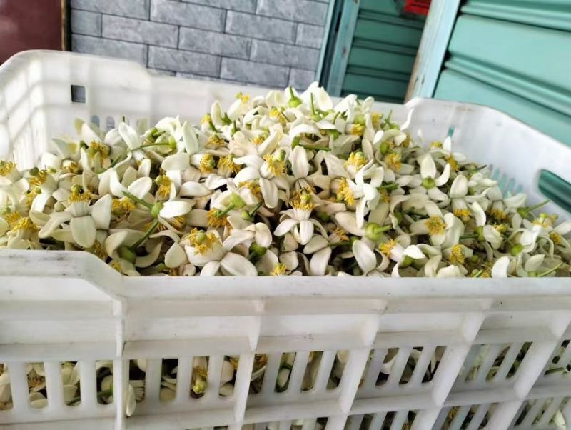 蜜柚花新鲜蜜柚花蜜柚花茶