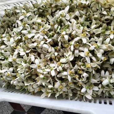 蜜柚花新鲜蜜柚花蜜柚花茶