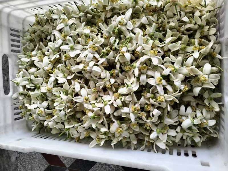 蜜柚花新鲜蜜柚花蜜柚花茶