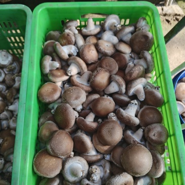 鲜香菇，一件代办，
