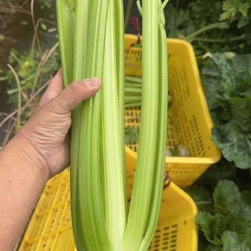西芹珠海斗门25000斤