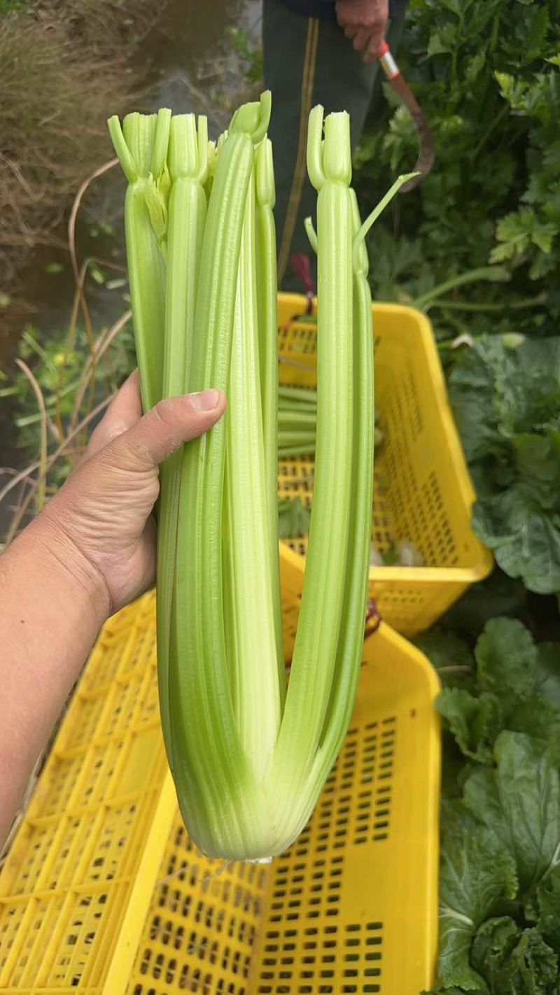 西芹珠海斗门25000斤