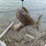 刀鳅鱼