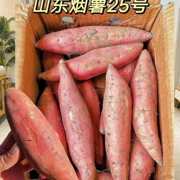 烟薯25