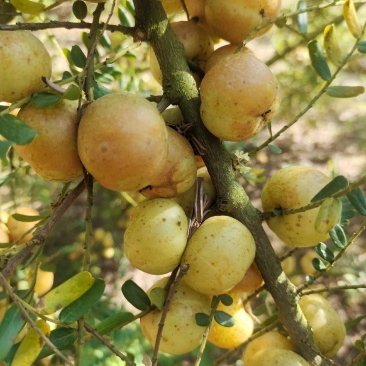 广东油柑