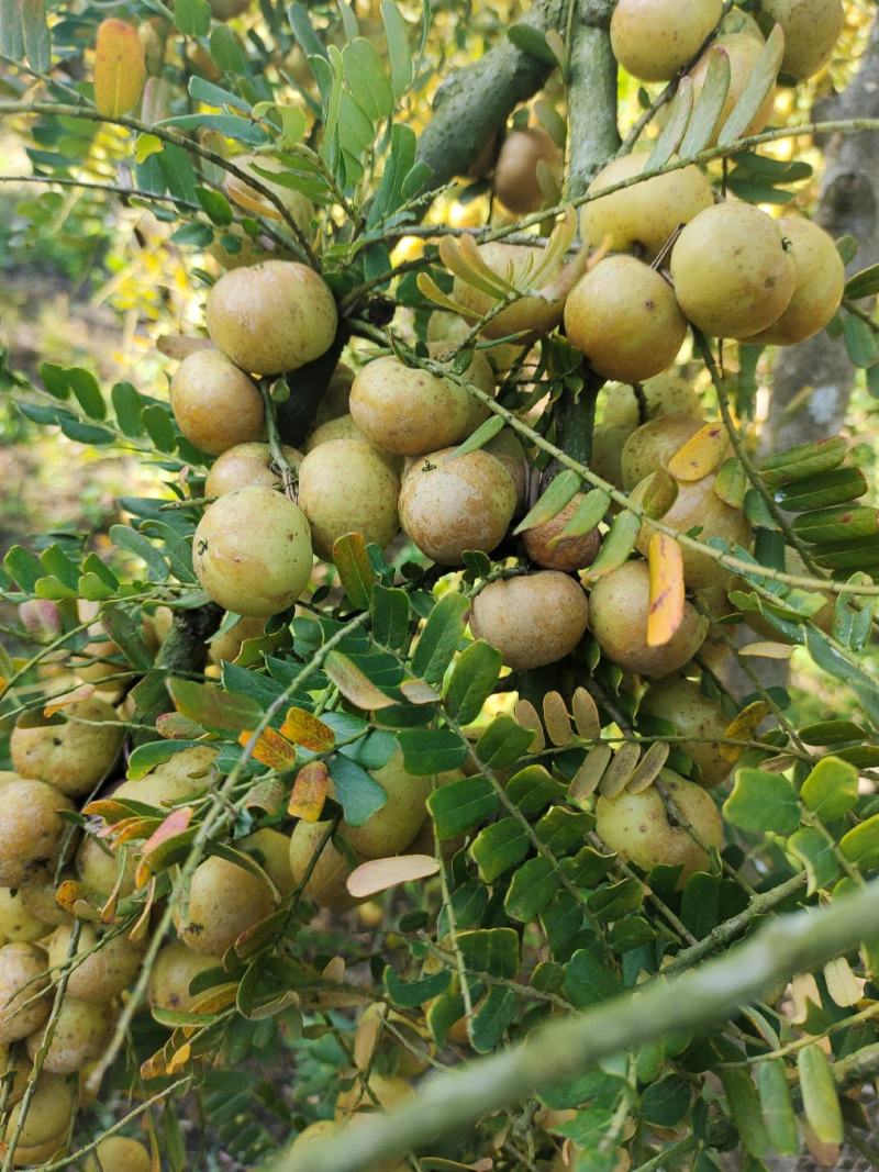 广东油柑