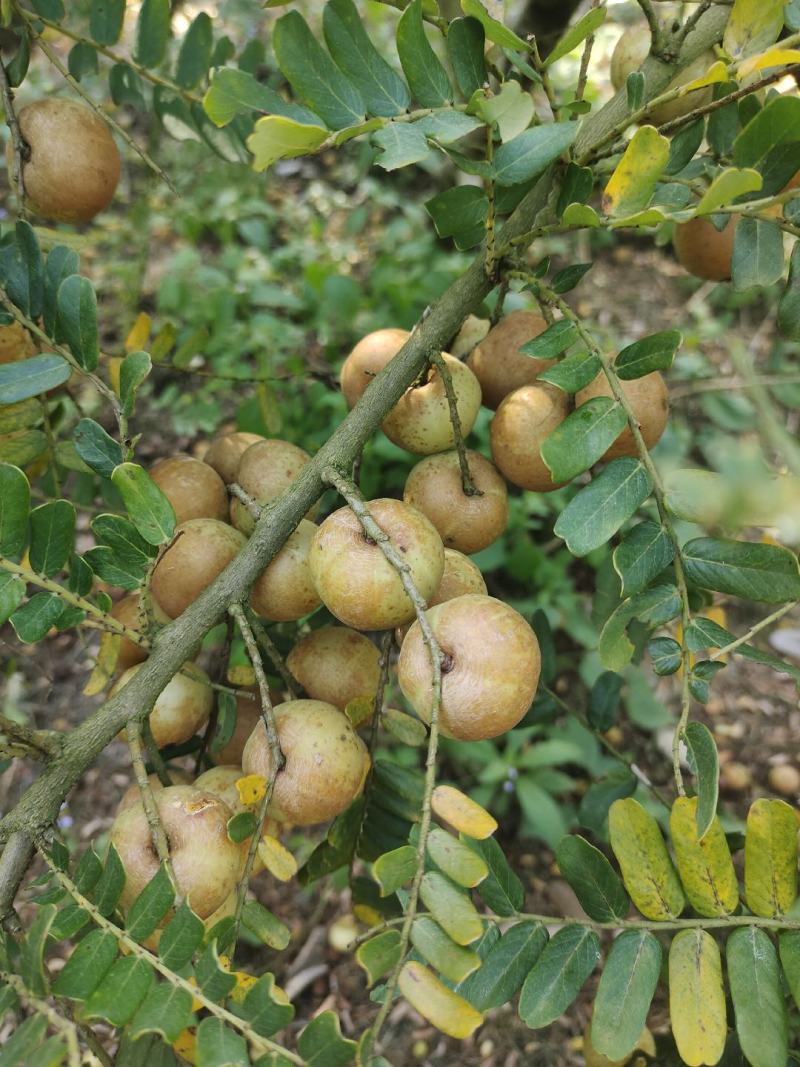 广东油柑