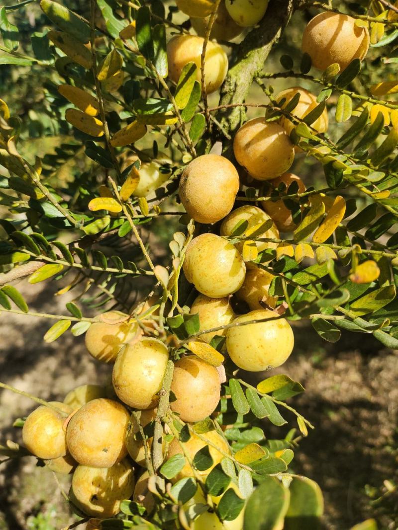 广东油柑