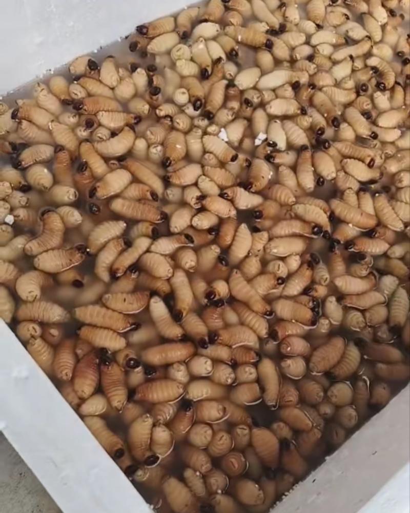 竹虫