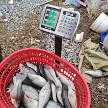 体匀皮靓的0.8至1.5的间加州鲈鱼淡水鲈鱼