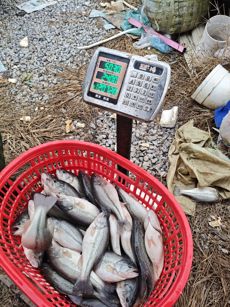 体匀皮靓的0.8至1.5的间加州鲈鱼淡水鲈鱼