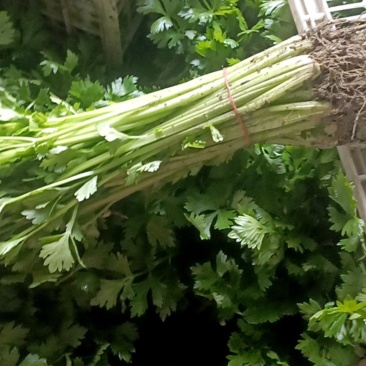 南通蔬菜批发各种蔬菜