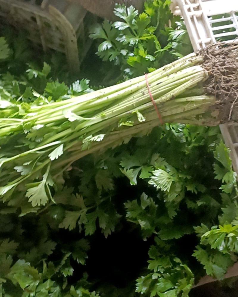 南通蔬菜批发各种蔬菜