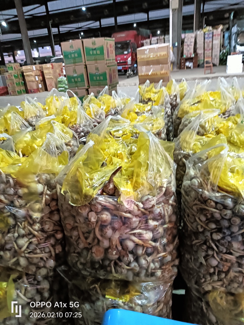 茨菇大中小