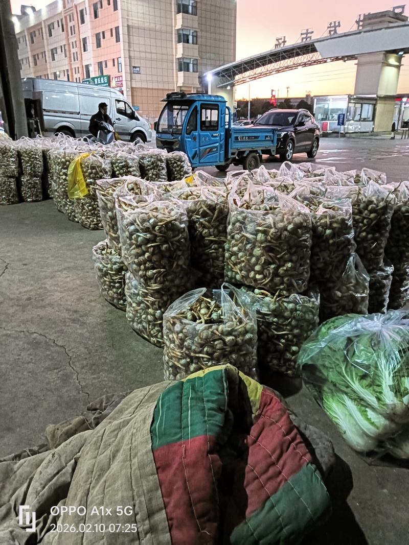 茨菇大中小