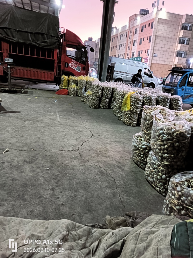 茨菇大中小
