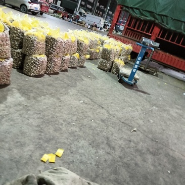 茨菇大中小