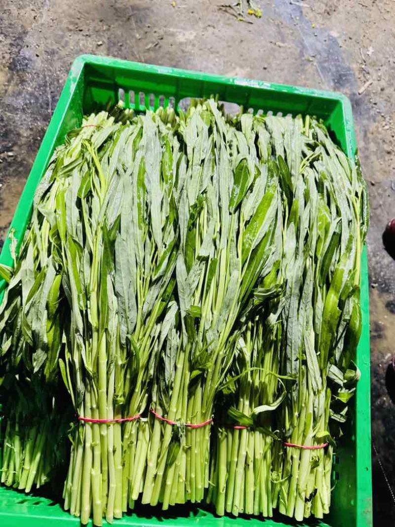 大棚空心菜白梗柳叶