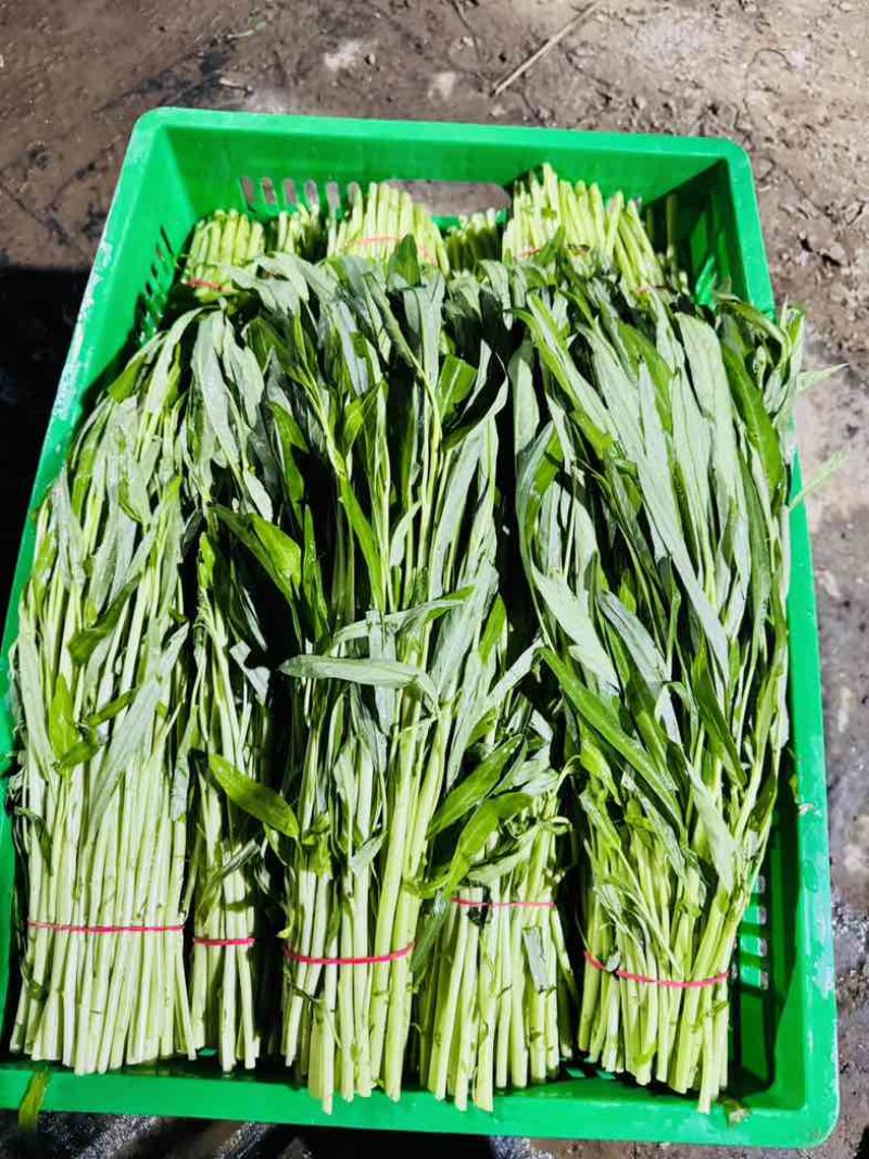 大棚空心菜白梗柳叶