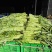 大棚空心菜白梗柳叶