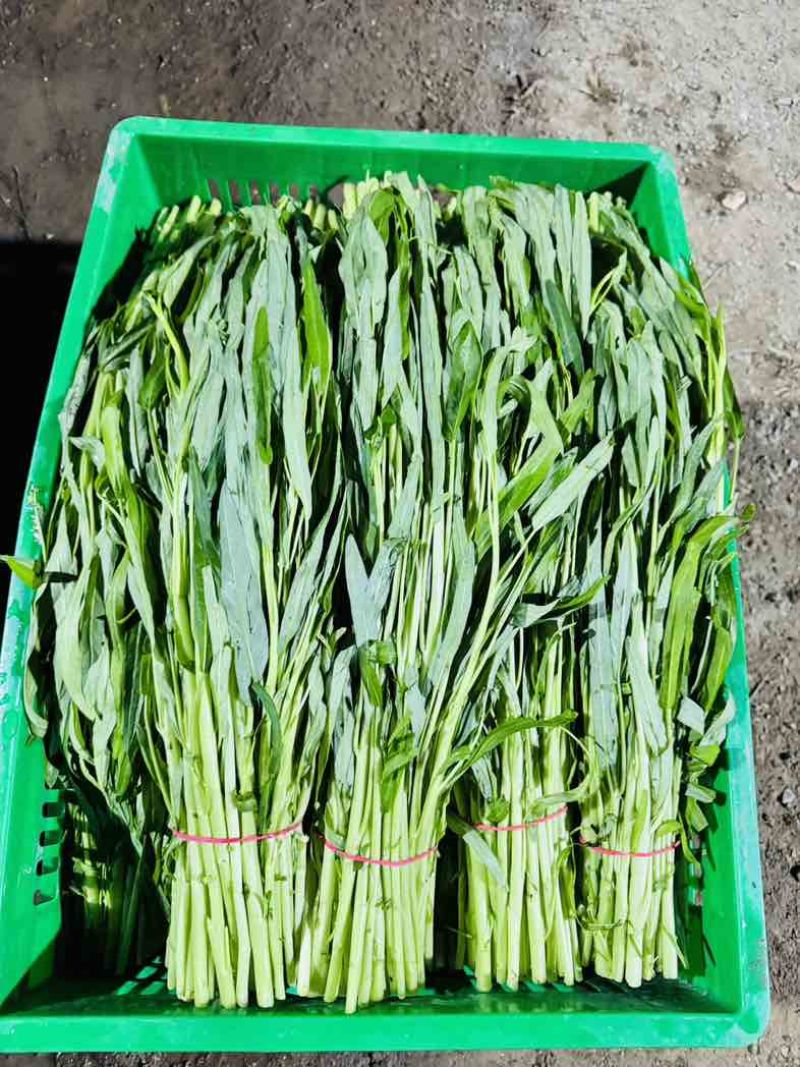 大棚空心菜白梗柳叶