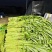 大棚空心菜白梗柳叶