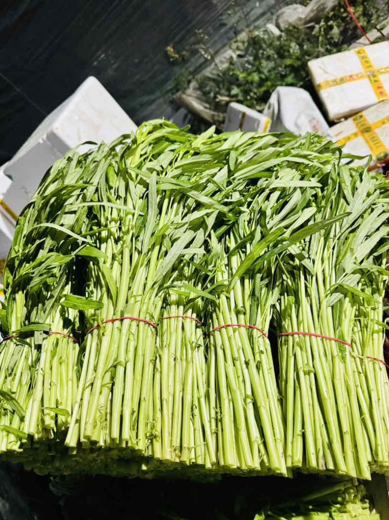 大棚空心菜白梗柳叶