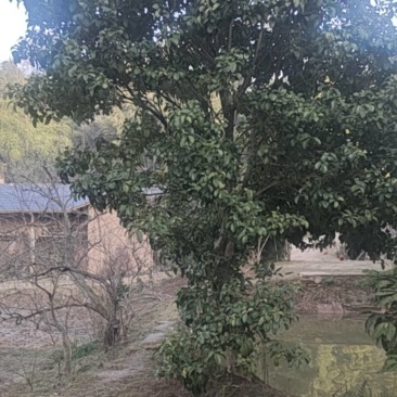 桂花树