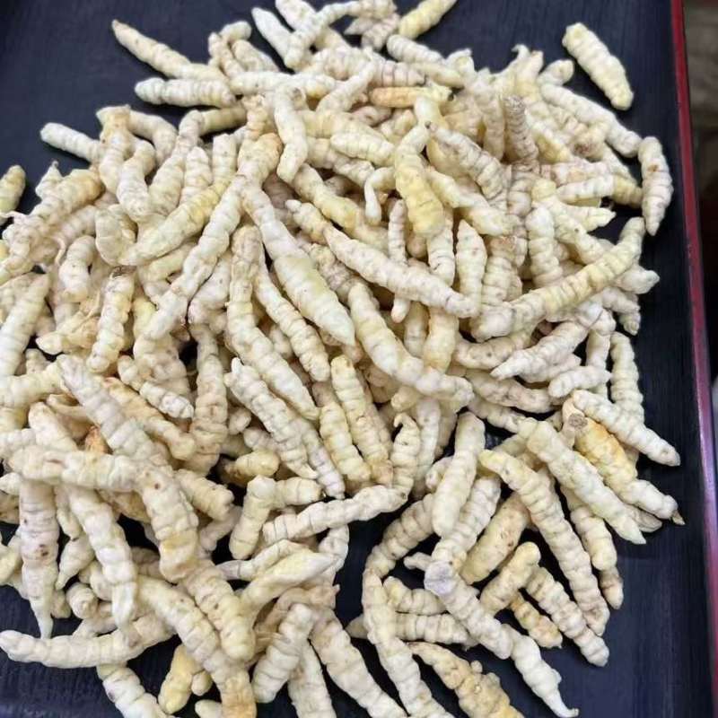 地蚕地蚕低价出售带硫的要的老板联系电商精品货